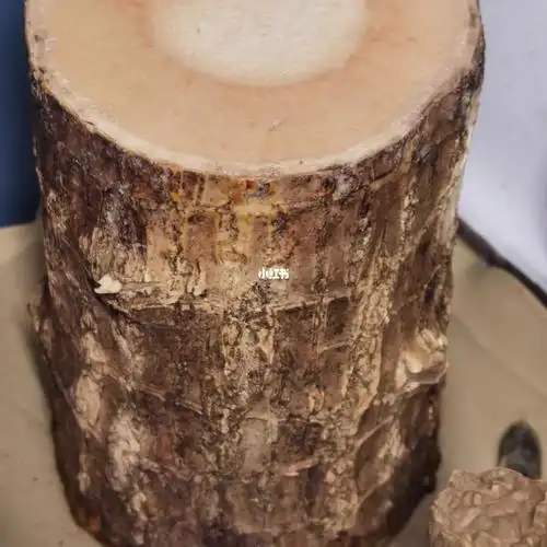 我滴巴西木发芽啦