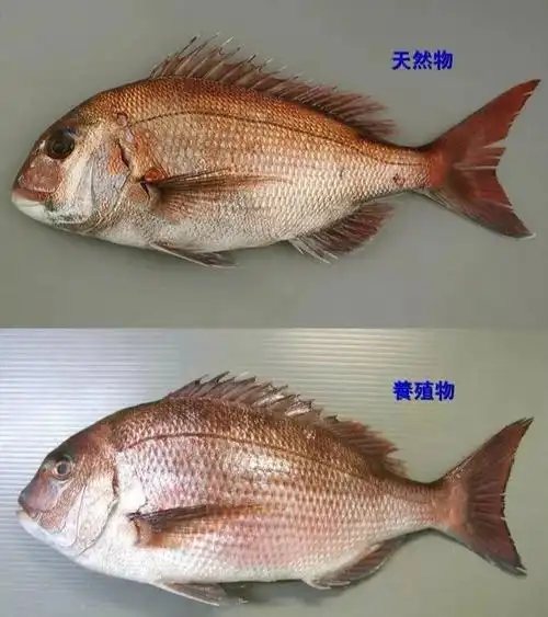 科普日本顶级名鱼95真鲷,96吃过的吗