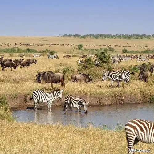 非洲的野生动物园:肯尼亚的美丽景色,大自然之子