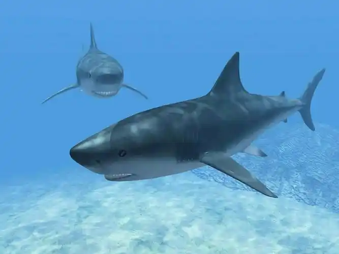 赵渡东方幼儿园大二班美工创作《大鲨鱼》