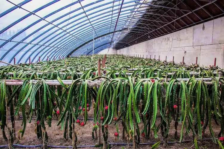 科技大棚火龙果创出致富路组图