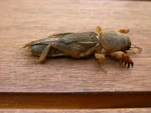 一般情况下,蝼蛄的成虫后翅宽大,和其他直翅目昆虫一样,停歇时扇形