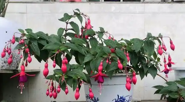 倒挂金钟如何修剪?想要让它开花多,一年只需剪2次