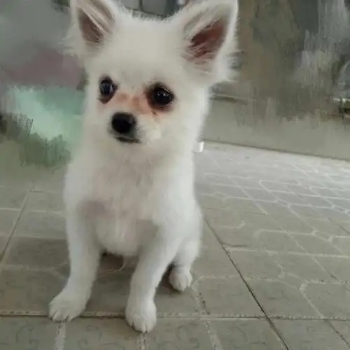 博美犬  #博美的尴尬期