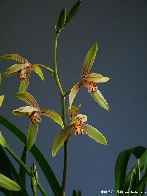 小桃红-建兰篇-中国兰花交易网社区