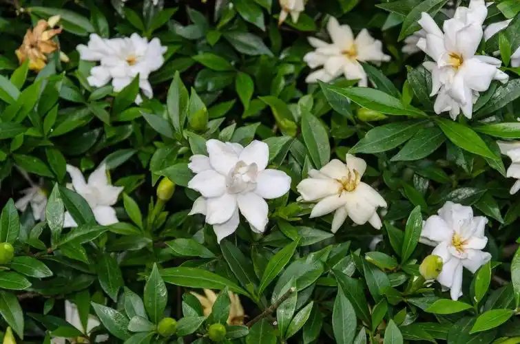 小叶栀子花的养殖方法