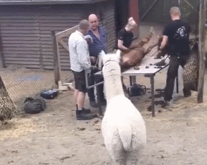 原创同伴被捆在桌子上,羊驼在一旁凑热闹,没想到报应来得很快