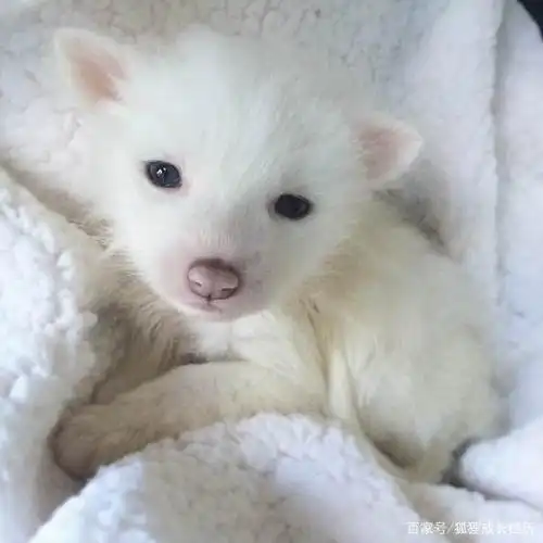 带你们认识白狐宝宝