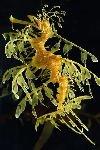 leafyseadragonphycoduruseques