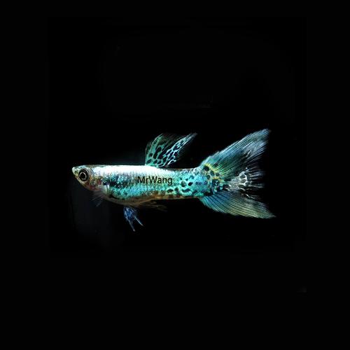 日本进口银河双剑精品孔雀鱼热带鱼凤尾鱼小型淡水鱼纯种活体宠物