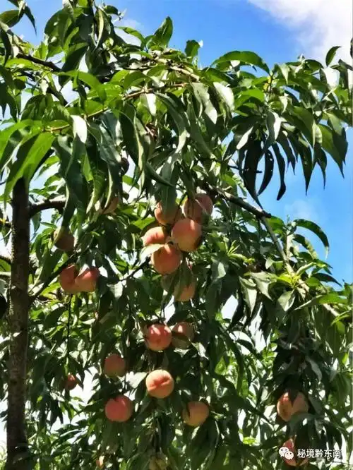 【关注】2000万公斤"仙桃"下树出山,黄平农民笑开颜,这回真的发了