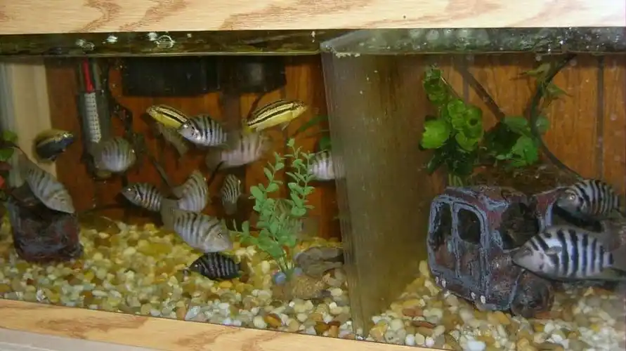 [sky繁殖篇]之九间菠萝繁殖 - 广东鱼友俱乐部 - cta南美水族