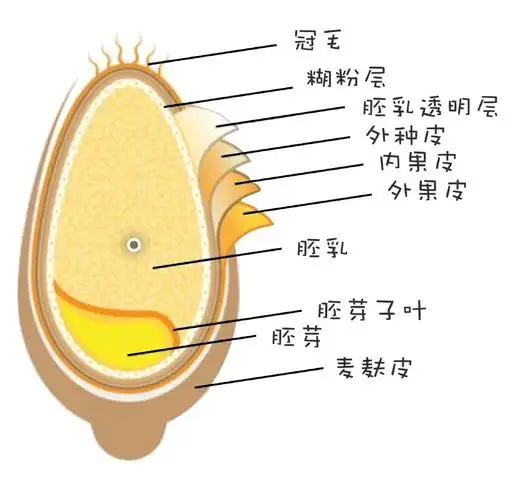 做面包如何判断面包的筋度扩展状态