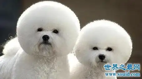 世界十大最贵名犬排行榜,这个狗一般人不敢养.