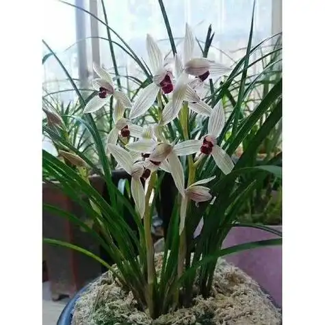 八大名贵兰花品种 名贵兰花