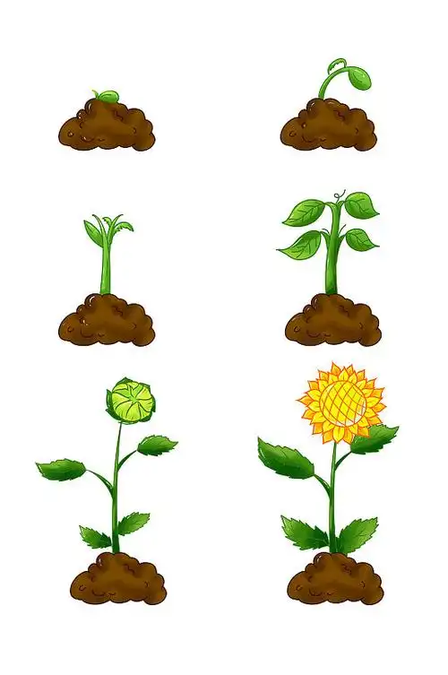 生长过程发芽开花向日葵