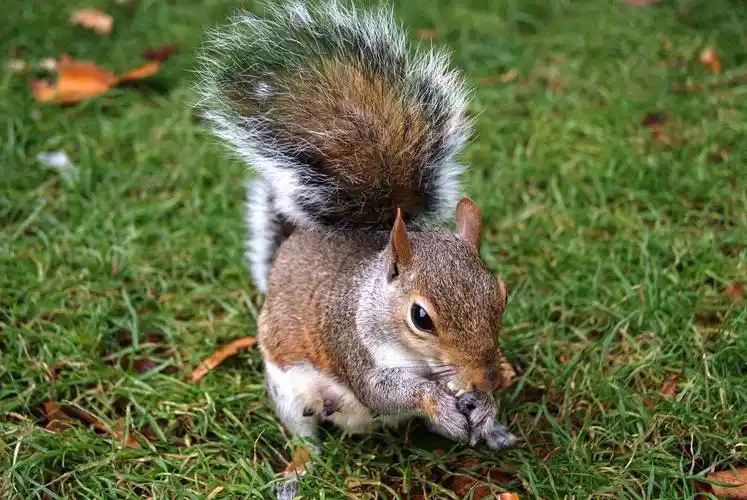 知道松鼠尾巴为什么那么大吗, 尾巴居然都会有这么多用途