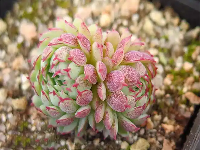 有一部分的多肉品种像是基因里就带着"夏必死"的特征一样,每年的夏季