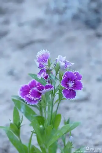其它 石竹花 写美篇细细的花茎上,开一朵温柔的小花