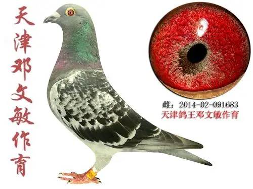 信鸽拍卖首页 拍卖专题 >> 查看拍卖商品   天津邓文敏原舍