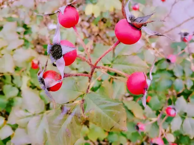 北京冬天的月季花果,(诗贤拍摄于经海路)