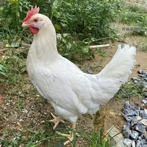 海兰灰受精种蛋高产蛋纯种产蛋王鸡种蛋受精蛋可孵化种蛋10枚鸡苗