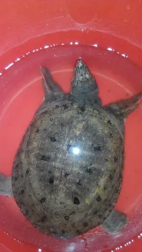 这是什么甲鱼…是野生的吗?