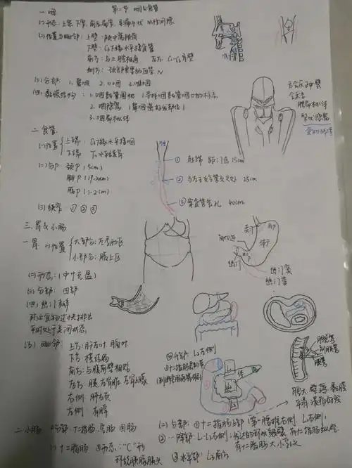 霍琨老师系解消化系统
