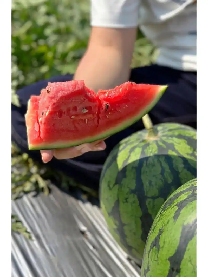 🍉战神•甘美4k西瓜 皮薄,肉脆,甜度高! 绝对是目前市面上口感最