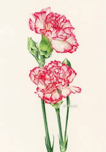 好康又简单的水彩康乃馨教程