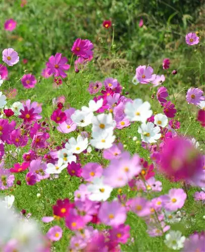 那一路的格桑花【原创】