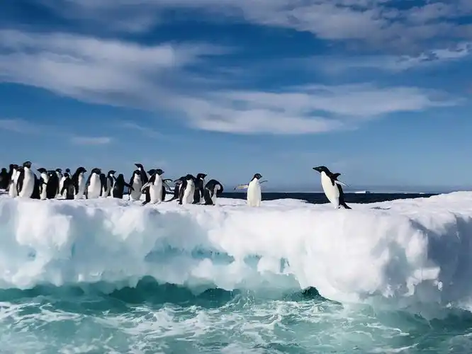 冰山与企鹅 (南极探险)