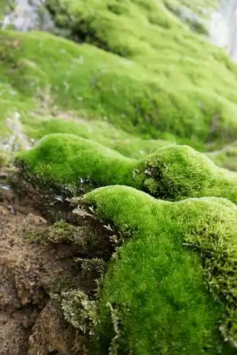 青苔