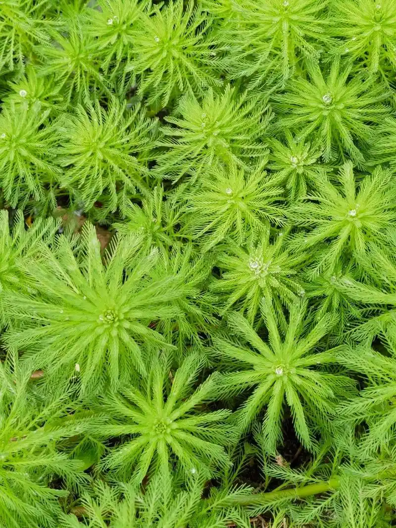 喜欢94,欣赏94-狐尾藻 狐尾藻 又名轮叶狐尾藻,布拉狐尾,粉绿