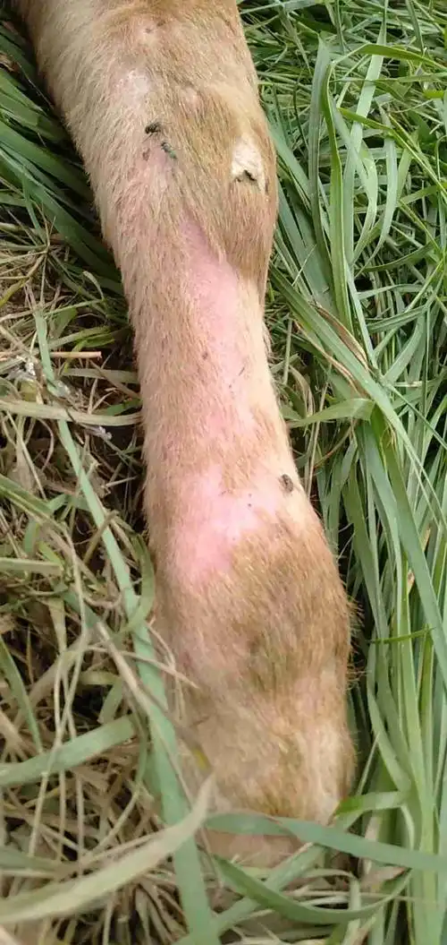 你好,我家的牛才半个月身上脱毛,看上去很痒痒,到底咋回事麻烦你给看