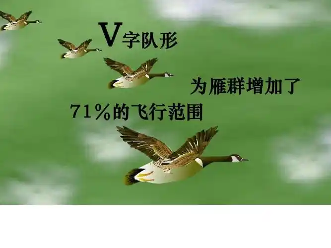 团队精神 v字队形 为雁群增加了 71% 71%的飞行范围