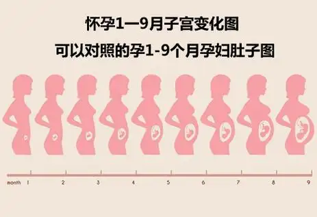 怀孕1一9月子宫变化图 可以对照的孕1-9个月孕妇肚子图