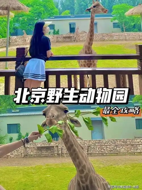 北京野生动物园游玩路线推荐,北京野生动物园旅游攻略,收藏!