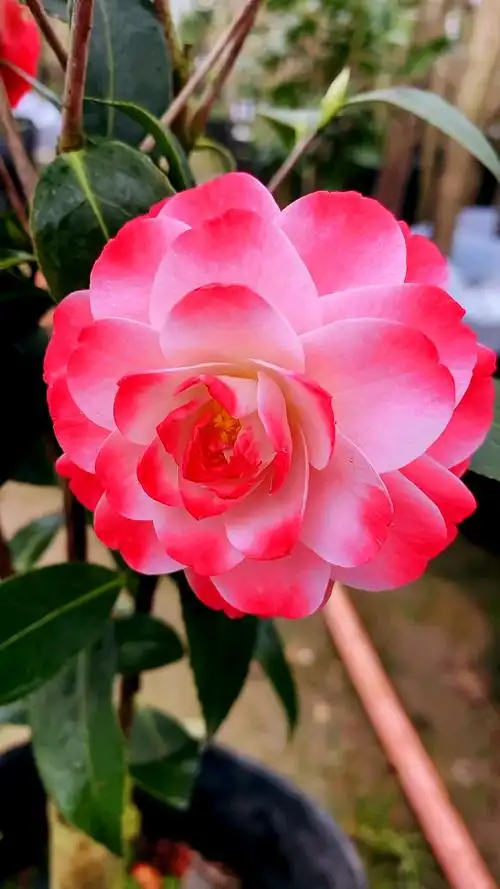 迷茫的春天茶花开品鉴赏太美了