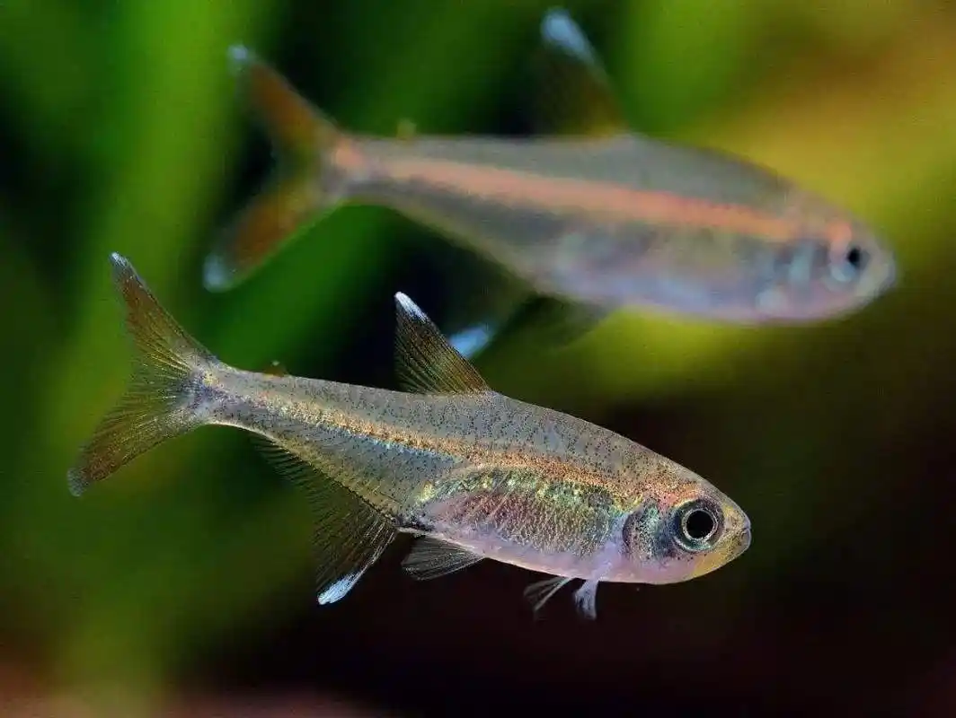 你见过灯鱼群游的景象吗?这么做,才能让灯鱼展现群游效果