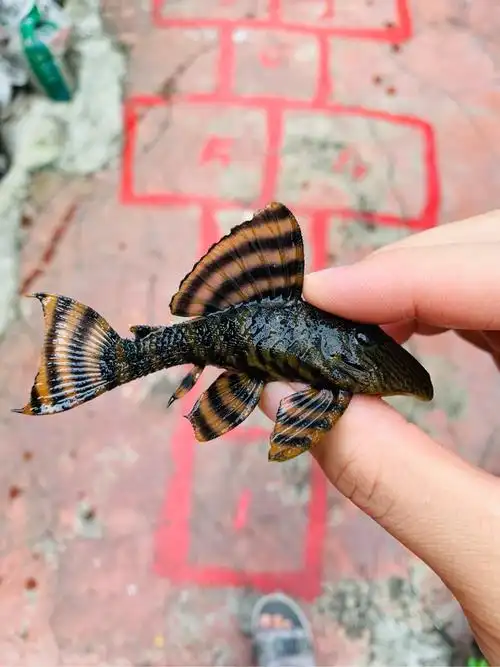 l397, 苏利南老虎,l27c sp - 异型鼠鱼 - cta南美水族