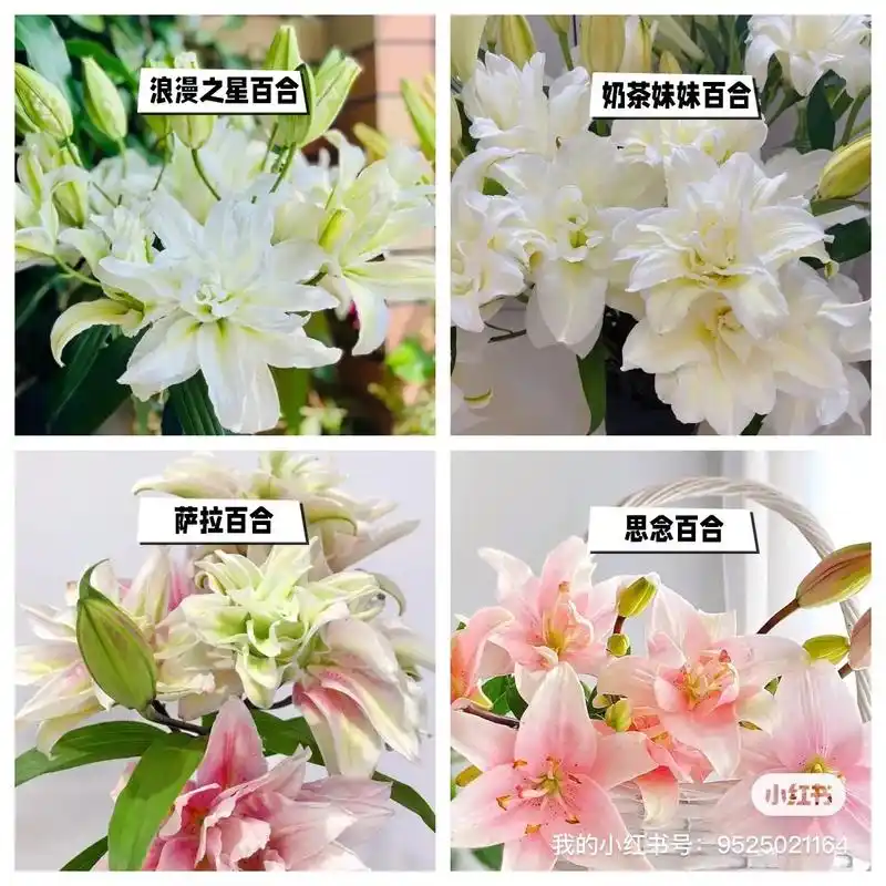 9624种重瓣百合花,哪种是你心里的第一.#图文热点来了   - 抖音