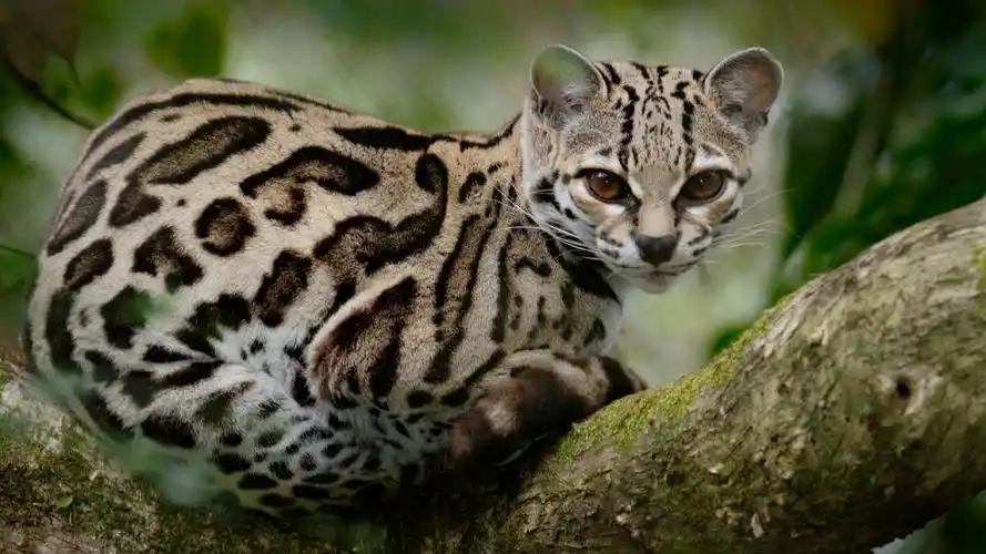 山狸子是什么动物