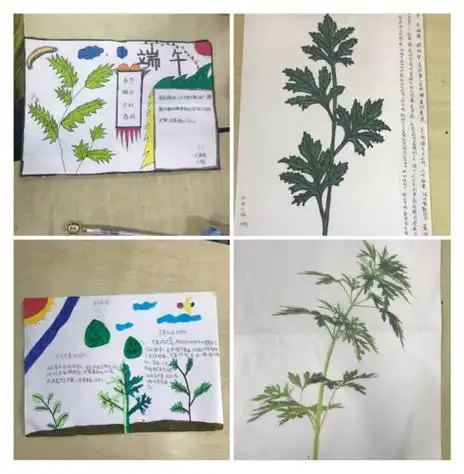 如何用艾叶做手抄报 如何画手抄报