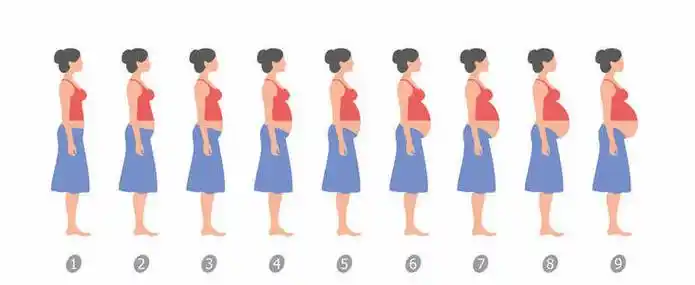 怀孕一周肚子图片