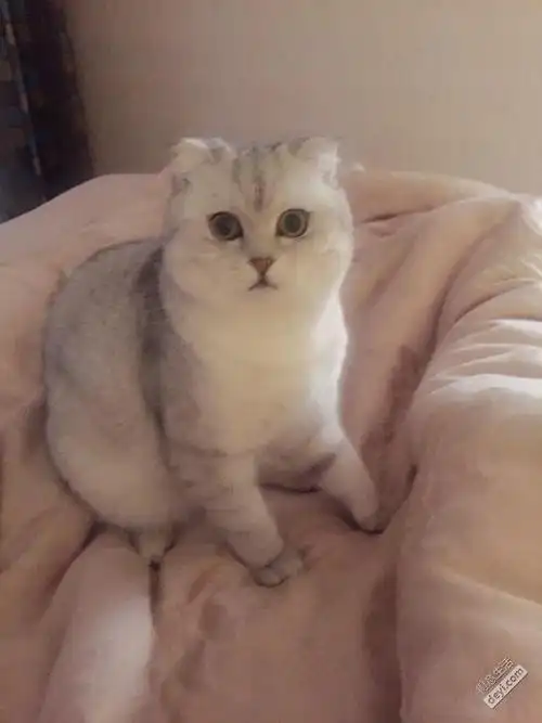 折耳狗品种大全(折耳狗多少钱一只)