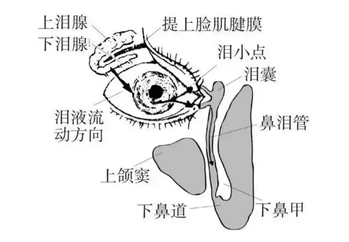 1,泪腺由细管状腺体和导管组成.
