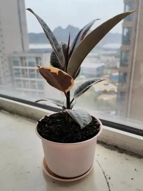 花叶橡皮树又要换盆了