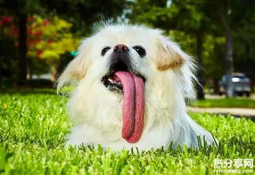 25个爱吐舌头的小动物,萌萌哒! : 就像小孩子扮鬼脸一样,动物们吐舌头