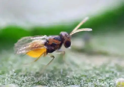 世间万物皆有天敌,"以虫治虫"是利用寄生性和捕食性昆虫天敌消灭农林